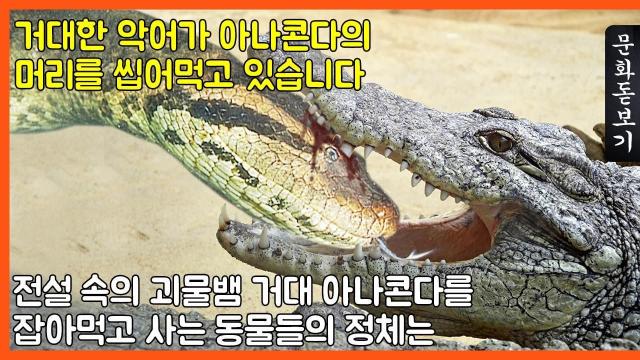 거대한 악어가 아나콘다의 머리를 씹어먹고 있습니다 전설 속의 괴물뱀 ..., image size:640x360